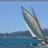 Thistle, Les_Voiles_du_Vieux_Port_2010_DSC_5922.jpg Thistle, Les_Voiles_du_Vieux_Port_2010_DSC_5922.jpg