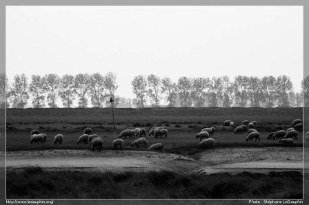 Moutons et prés salés