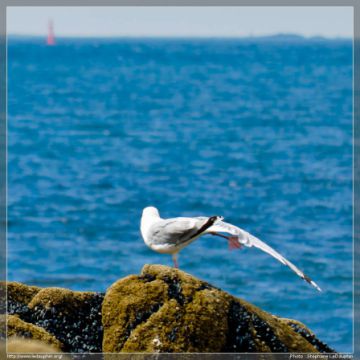 Pas de deux