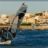 WindSurf_Pointe_Rouge_DSC_9843.jpg