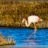 Flamand Rose Camarguais