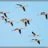 Flamands Rose Camarguais en vol