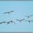 Camargue_SLeDauphin_Photographie_SLD_6566.webp