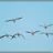 Flamands Rose Camarguais en vol