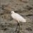 Aigrette