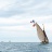 BIP ( et bateaux méritant de l'étre ) en fête 2014